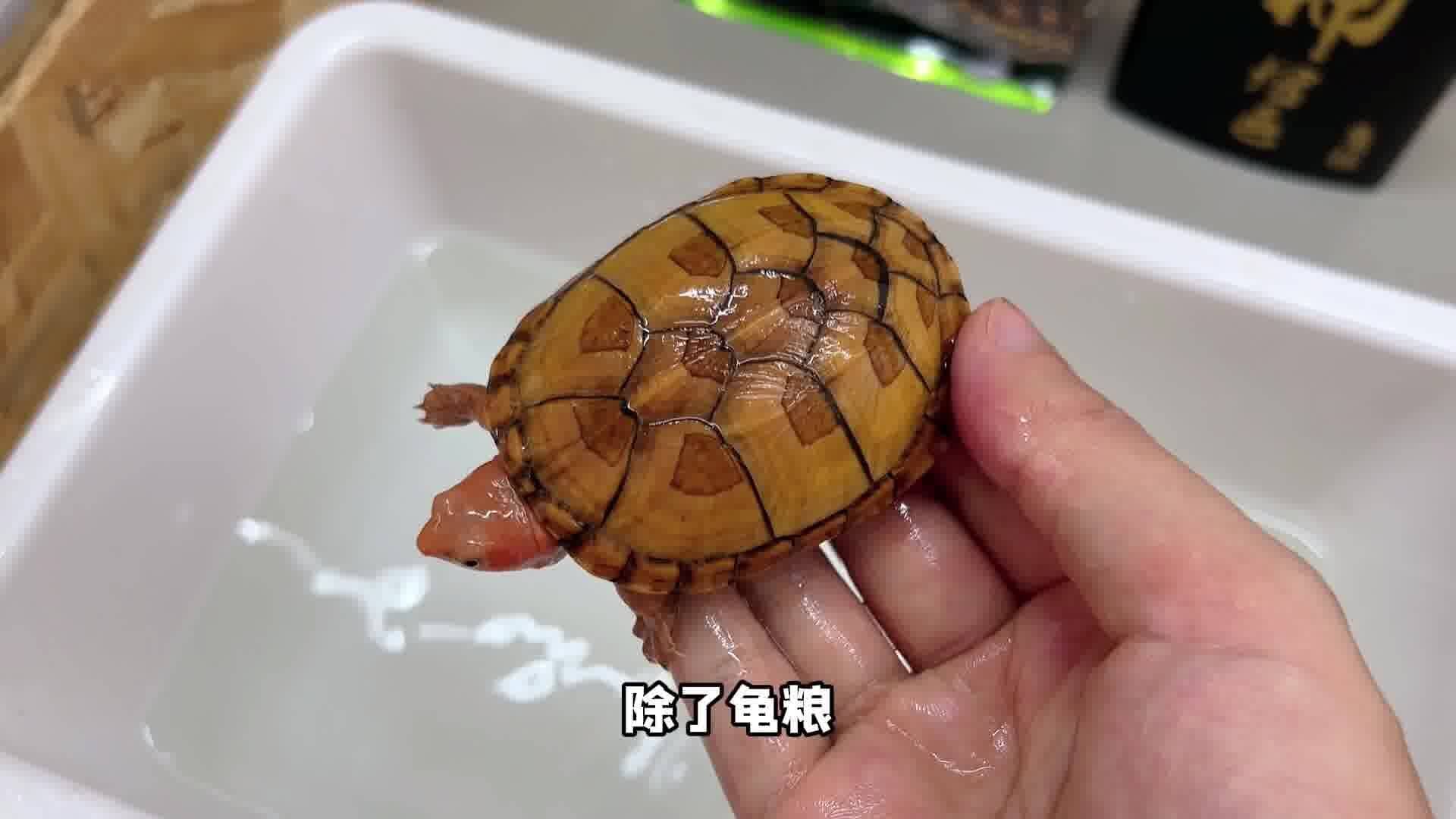 进口红面蛋龟开箱这金甲红头怎能让人不爱