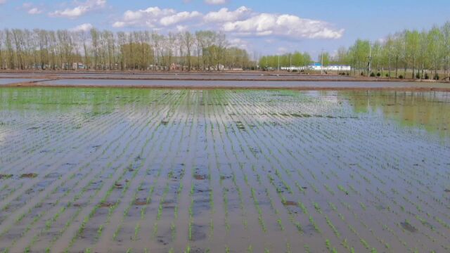 北大荒江川农场:水稻插秧“高标准”启动 千里沃野披“绿装”