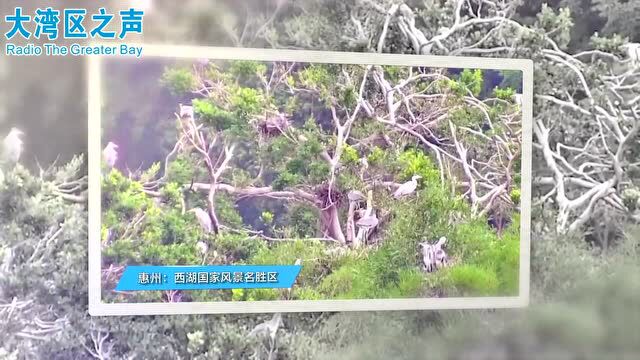 “五一”假期 大湾区文娱活动丰富多彩