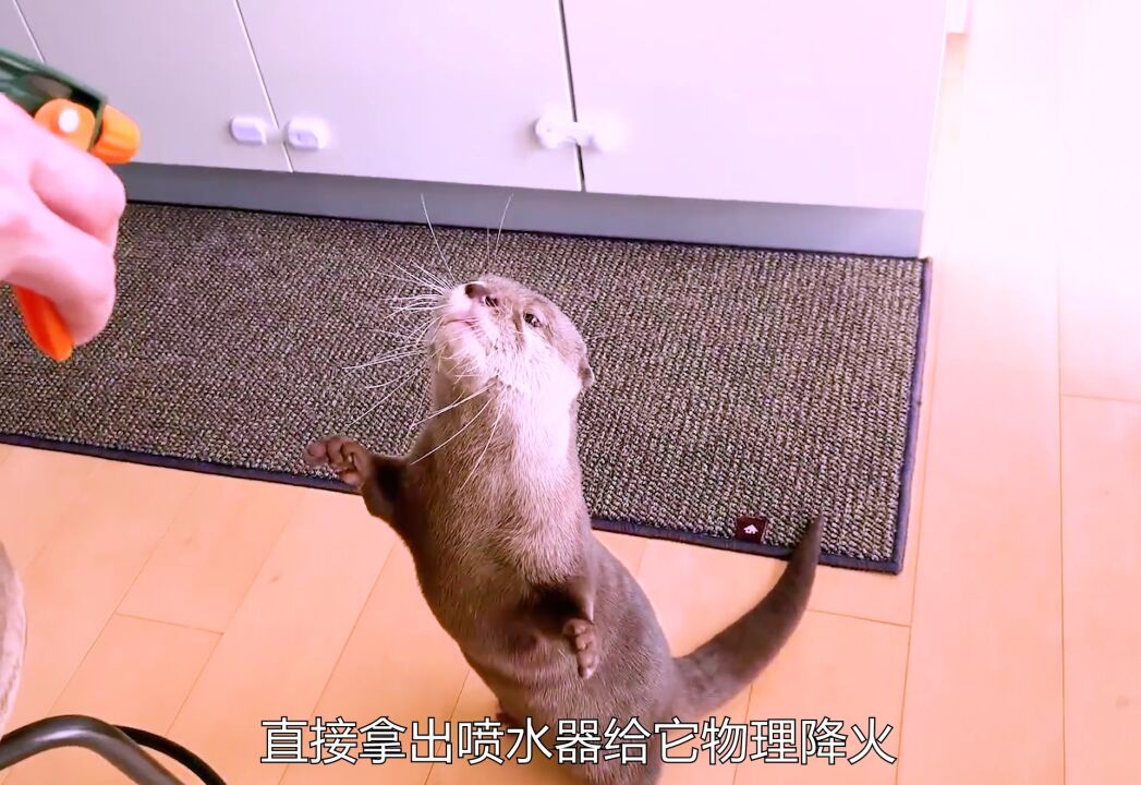 呆萌恶霸水獭制服铲屎官