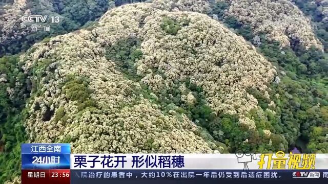 江西全南:野生栗子树进入盛花期,栗子花开、形似稻穗