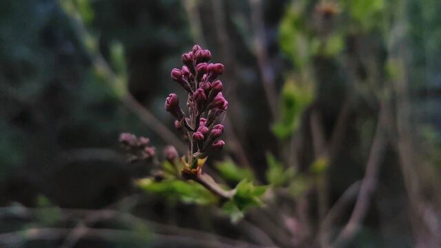 春日美景特写:枝头粉嫩的花蕾在风中轻舞