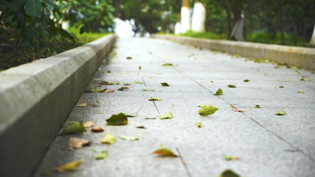 实拍素材:唯美空景落叶树叶雨滴