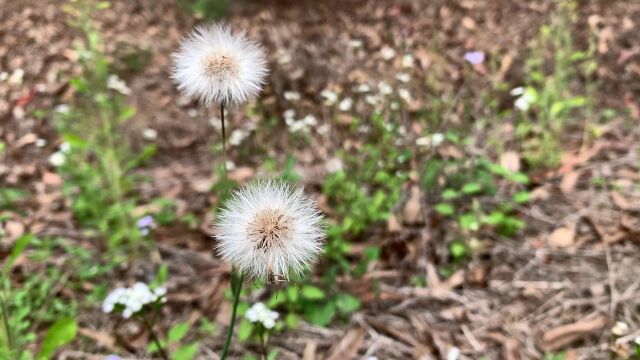 春天春季实拍野花小草中草药视频蒲公英 