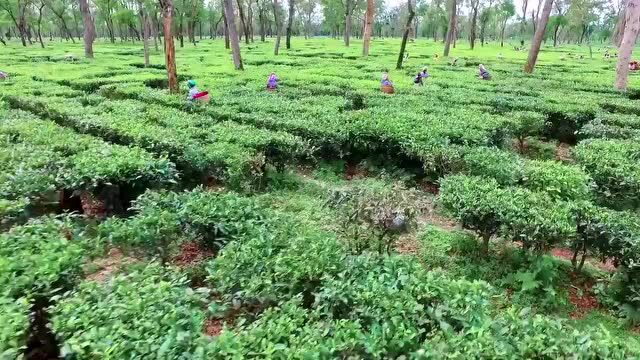 茶品牌专题丨Goodearth:富有社会责任感的花草茶品牌