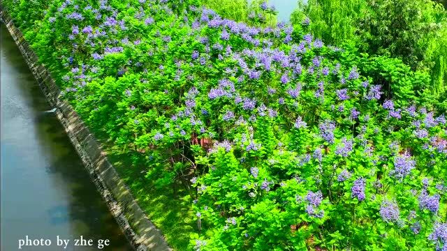 比网红还网红!眉山的“紫色海洋”来了~