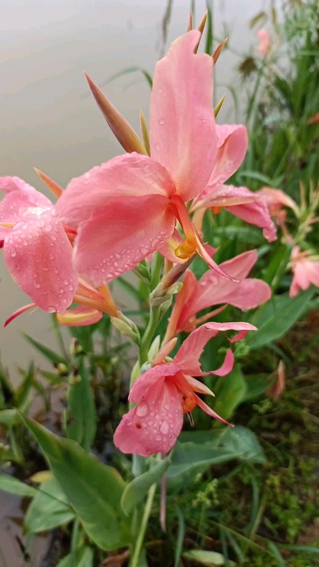 它有个好听的名字叫粉美人蕉