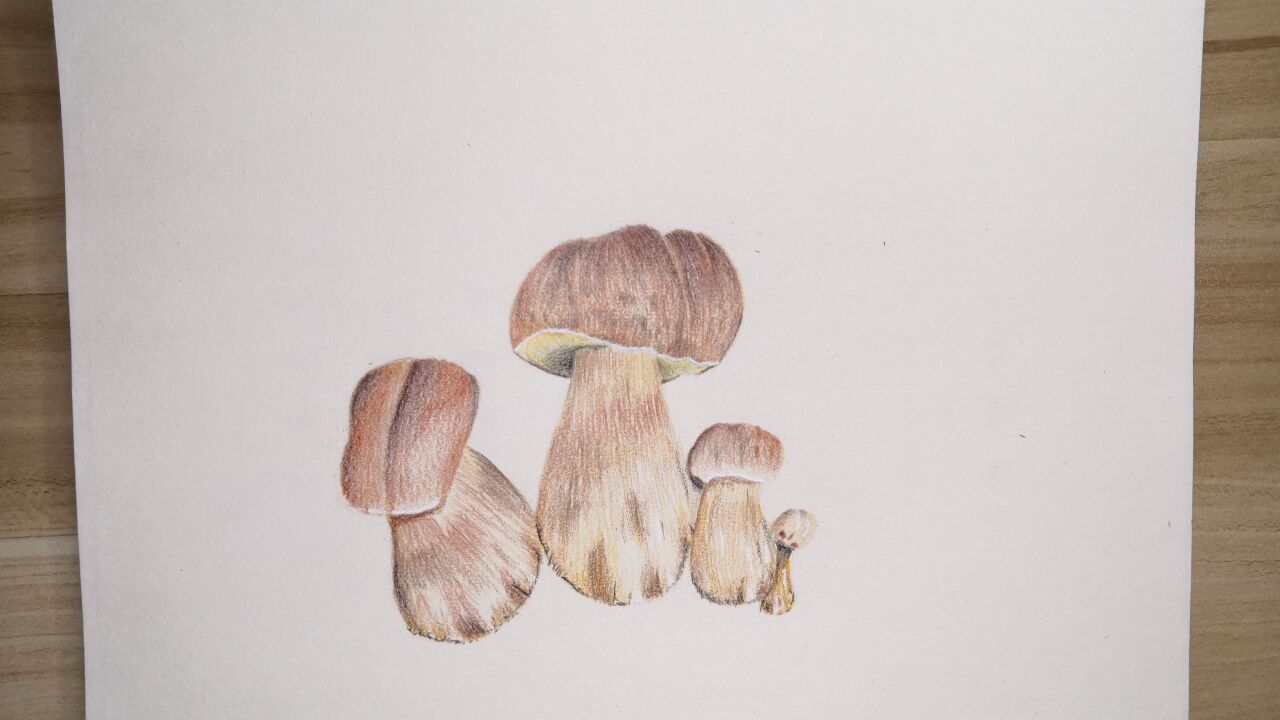 「彩铅」彩铅打卡(42)彩铅蘑菇教程