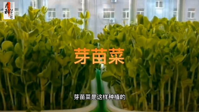 好吃健康芽苗菜