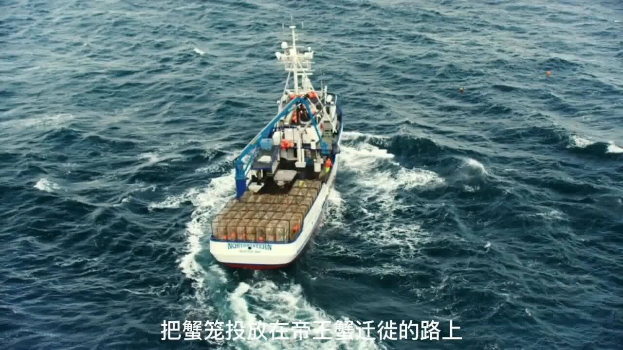 恶海捕蟹记 船长在新蟹场找到帝王蟹巢穴,蟹笼获得帝王蟹丰收