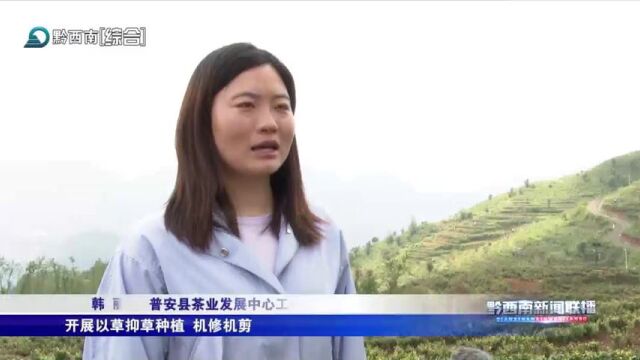 普安:茶园管护开出“良方” 促进产业提质增效