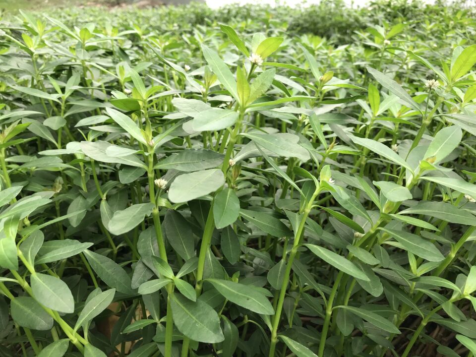 你知道水花生是怎麼來的嗎?其實是有剋星的