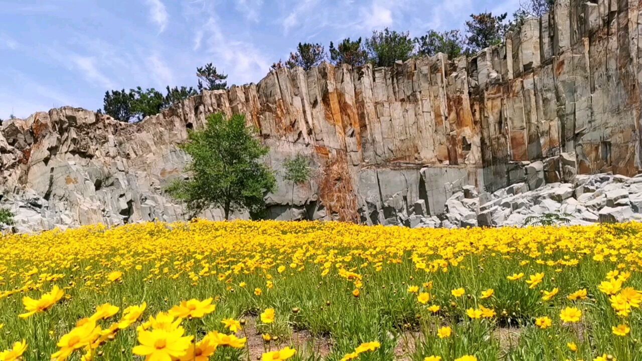 青島即墨馬山石林花海