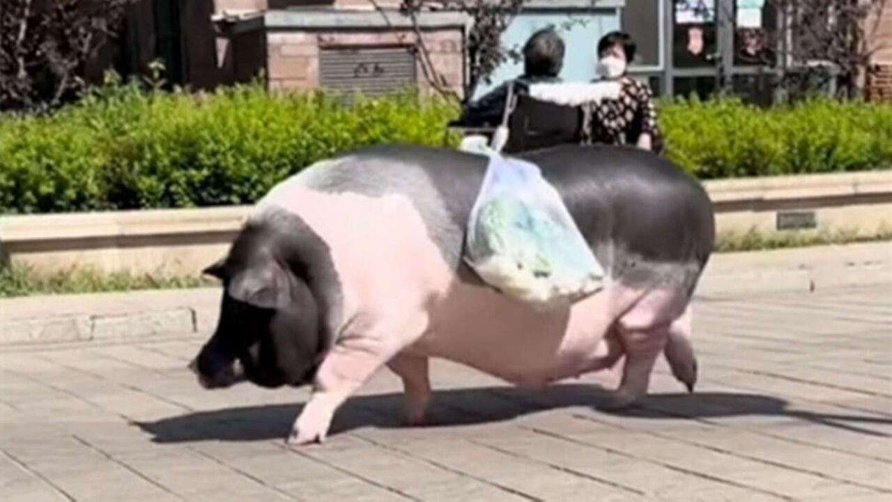 宠物小香猪养5年，变成400斤大胖猪，主人买菜它帮忙驮菜_腾讯视频
