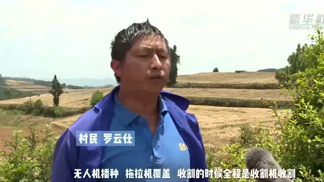 中国经济一线见闻|云南石屏:近6万亩小麦迎丰收