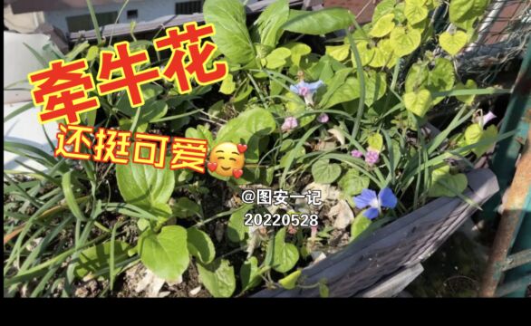 【图安一记】菜园里随便长的牵牛花还挺可爱