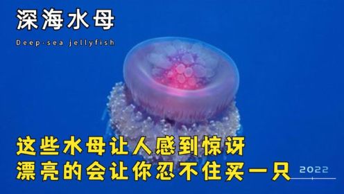 深海水母：这些水母让你感到惊讶，漂亮的会让你忍不住买一只