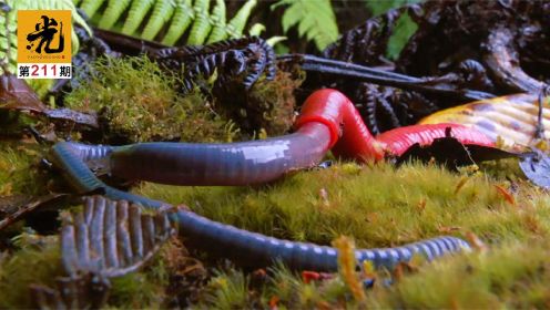 被这罕见的一幕惊呆了！正交配的70cm蓝蚯蚓，竟被红水蛭强行吞下