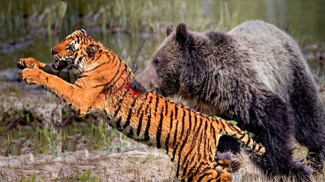 无助的老虎因熊的疯狂折磨而成为笑柄,老虎vs黑熊,谁更胜一筹?