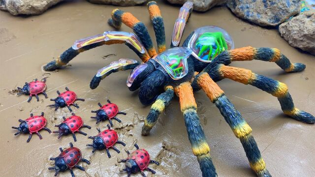 定格动画:蜘蛛大王吩咐小蜘蛛,必须抓只金鱼回来