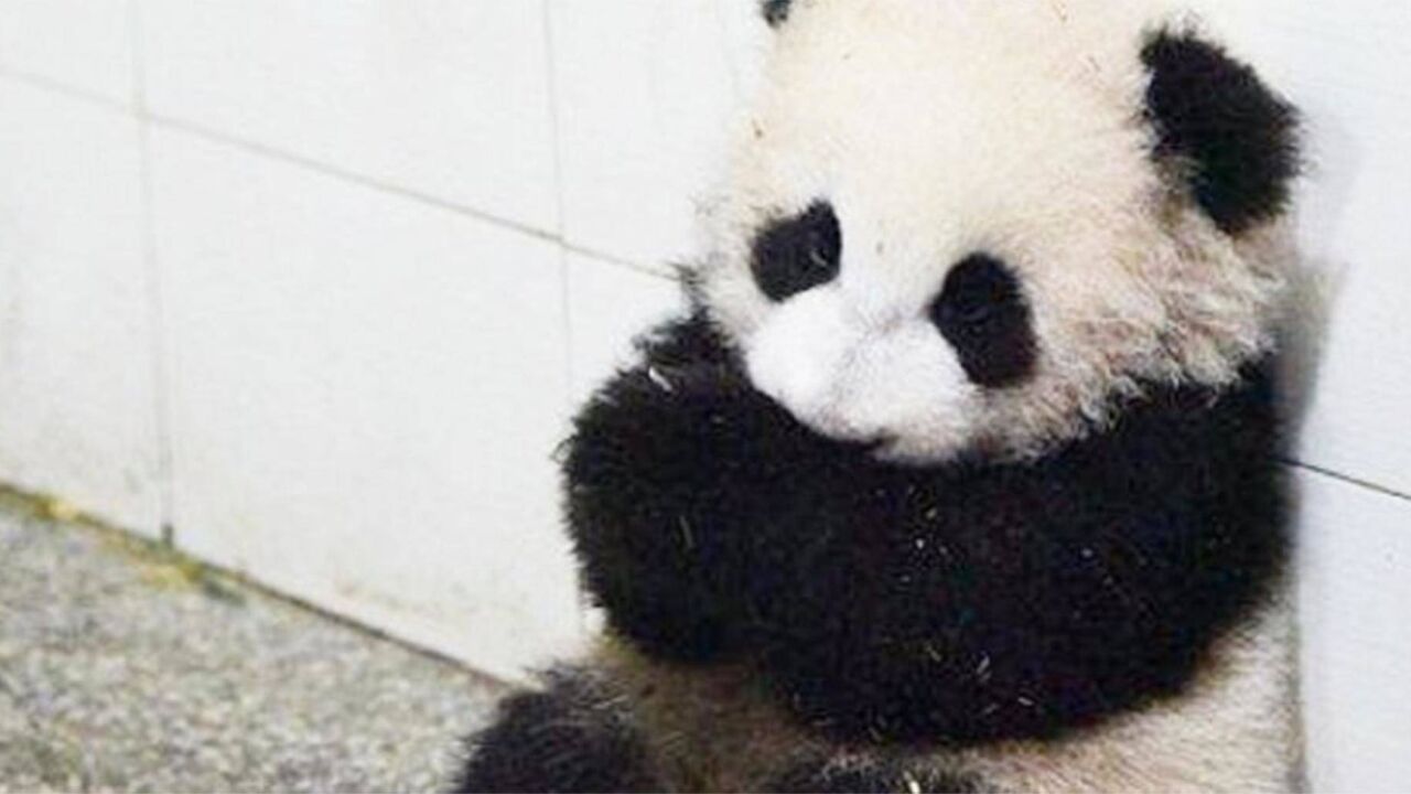 动物园无意拍到熊猫揣手放胸前坐在地上,网友:冷吗,给你抱抱