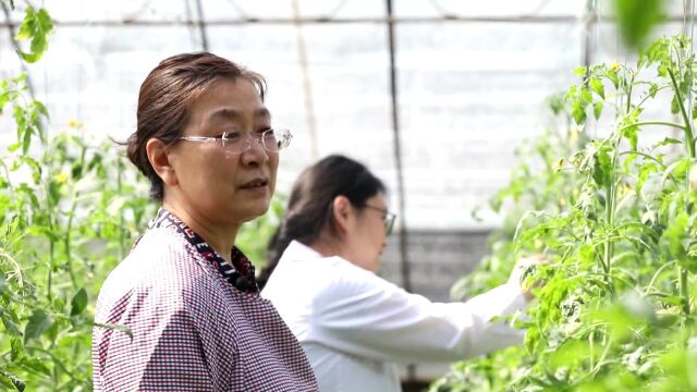 “让蔬菜种业装上更多'中国芯'”——潍坊科技学院 | 致敬品牌 献礼二十大(60)