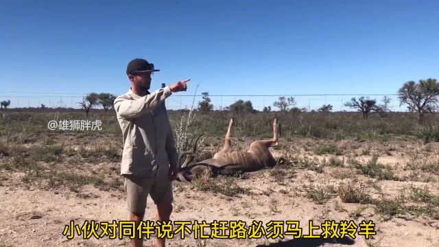 帅哥救助被铁丝网缠住的大羚羊!拯救动物,就是拯救人类自己!