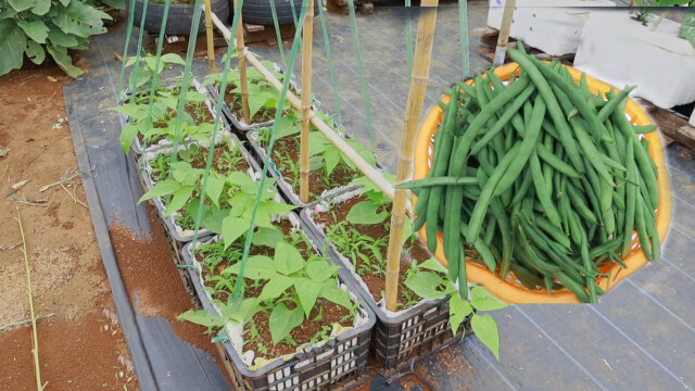 露台上种四季豆,简单搭架,种出来的果实香甜脆爽
