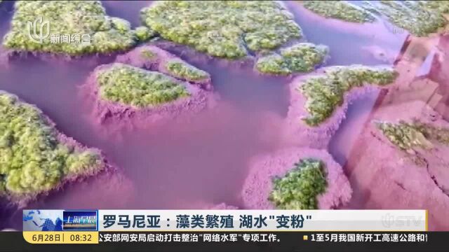 罗马尼亚:藻类繁殖 湖水“变粉”