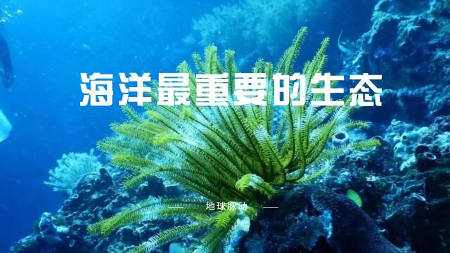 《地球脉动》海洋最重要的一环,藻类