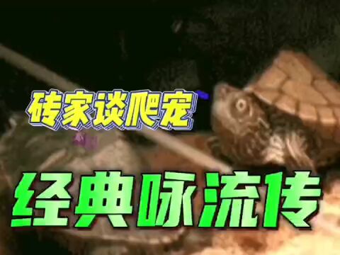 小头蛇:我进化了,菜花蛇!啊不,官方认定为黑眉锦蛇~