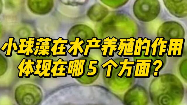 小球藻在水产养殖的作用体现在哪5个方面?