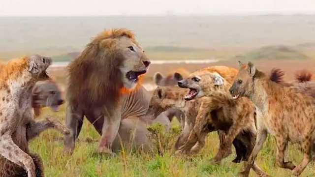狮子和鬣狗见面,少不了一场恶战,镜头记录精彩全程!