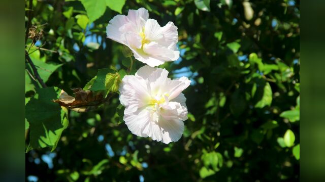 美丽的芙蓉花作品赏析