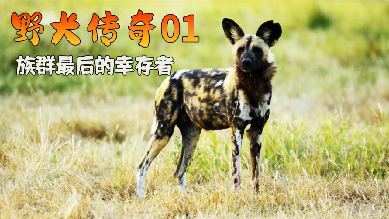 纪录片:它竟然也鬣狗,胡狼一起生活_腾讯视频