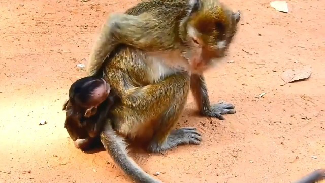 食人猴 犯法图片