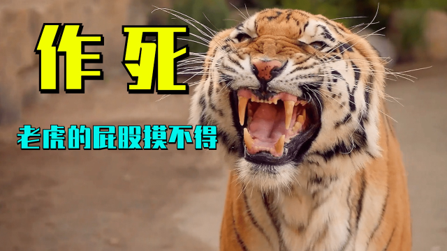 老虎的屁股摸不得,但总有人作死,结果悲剧了!