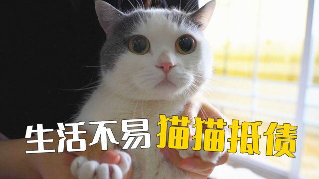 小猫上宠物医院打临工,还被用来抵债