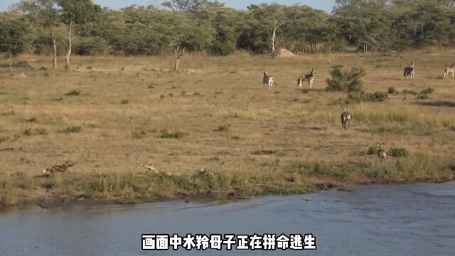 水羚被野狗疯狂追赶,跳入水中又遭河马驱逐.看水羚如何险中逃生