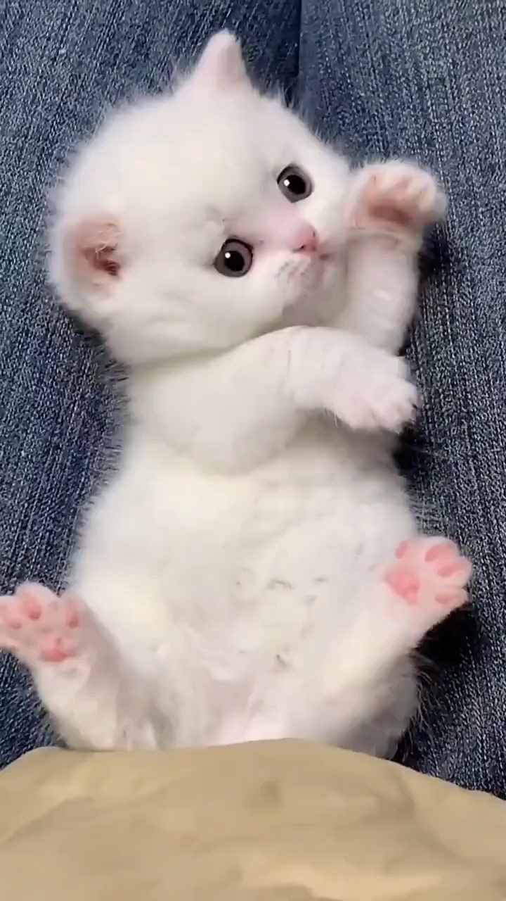 小猫咪可爱合集，有你们喜欢的猫猫嘛😍😍😍_高清