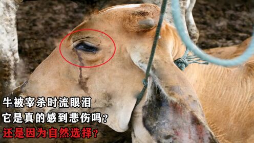 牛被宰杀时流眼泪,它是真的感到了悲伤,还是因为自然选择-_高清1080P在线观看平台_腾讯视频