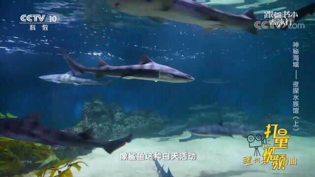 因皱唇鲨背部有九道条纹,青岛人称它为\