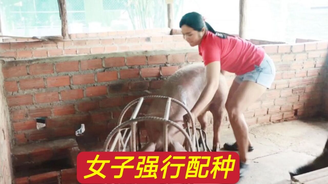 公猪配种全过程，母猪不愿意，女子强行配种_高清