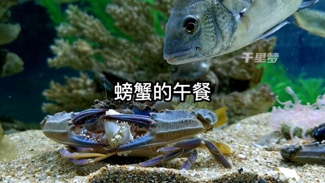 螃蟹的艰难午餐