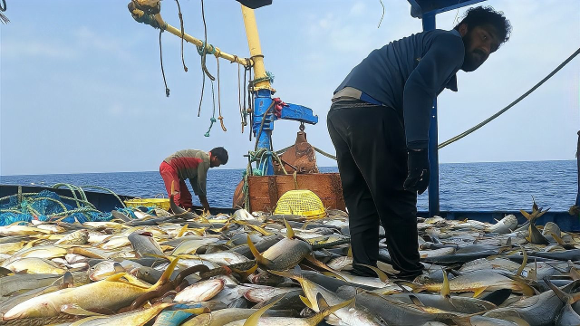 国外拖网深海捕捞,干到鱼群就是剩发财了,五斤以上大鱼铺满夹板