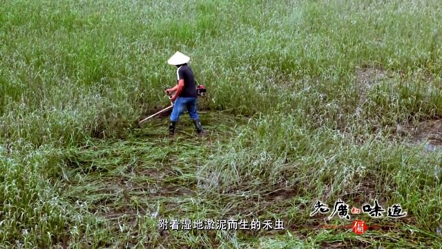 中山人爱吃禾虫,价格昂贵,条条爆浆太绝了!