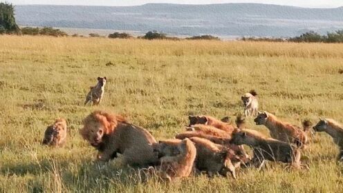 一群鬣狗围攻流浪雄狮，最终干掉鬣狗女王击退鬣狗群！