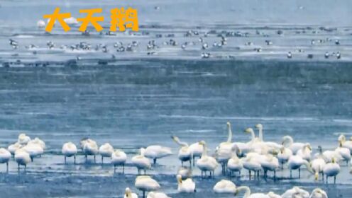 中国境内的大天鹅，聚集的大天鹅甚至达到了万只