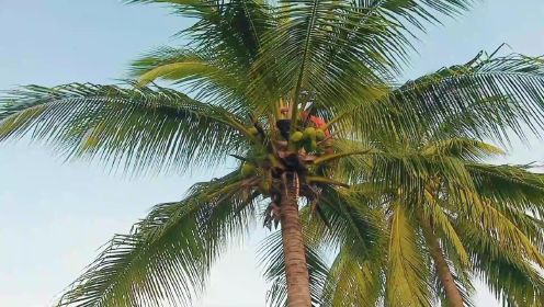 72岁的阿公爬椰子树还那样的溜，有要挑战的吗？