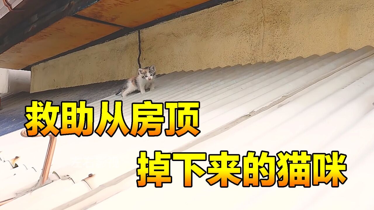 小猫即将从房顶掉下，喵喵地喊叫求好心人救它，最后能平安救下吗_高清1080P在线观看平台_腾讯视频